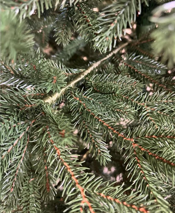 Ялинка лита Альпійська Віденська Ковалівська Сіга Груп Siga Group