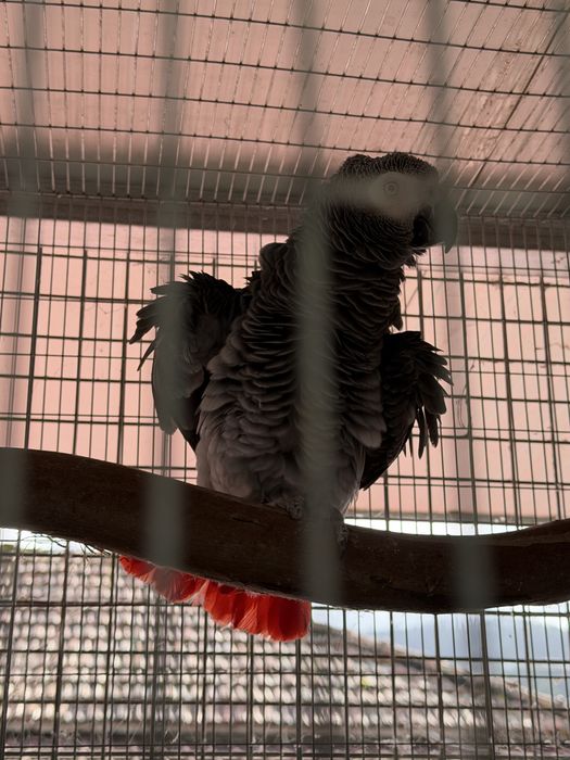 Macho papagaio cinzentos reprodutor