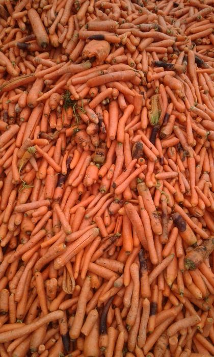 marchew odpadowa paszowa