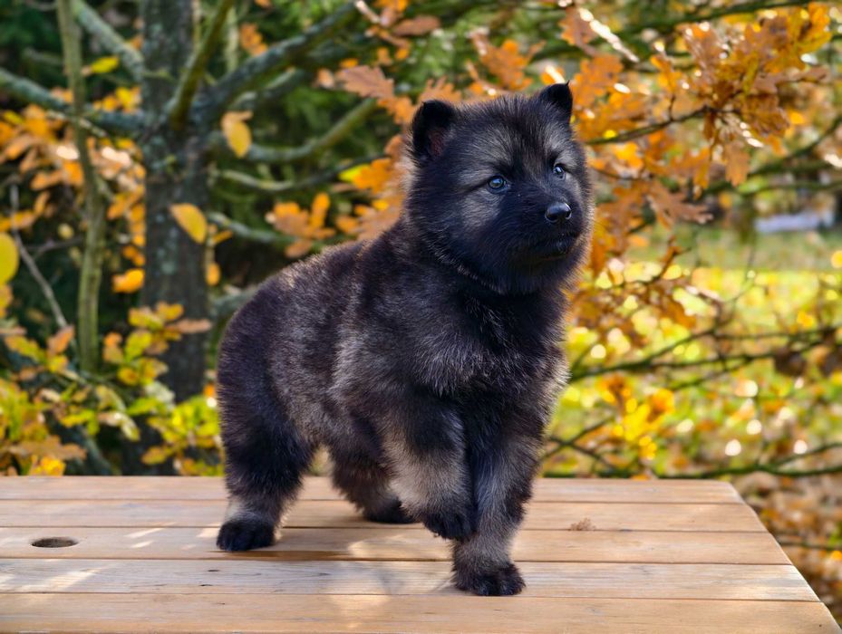 OWCZAREK STARONIEMIECKI Piękna Srebrna Suczka po świetnych rodzicach !