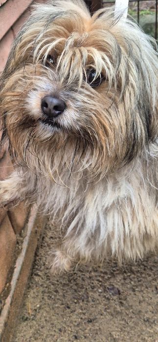 Mały piesek okolo 3 lata