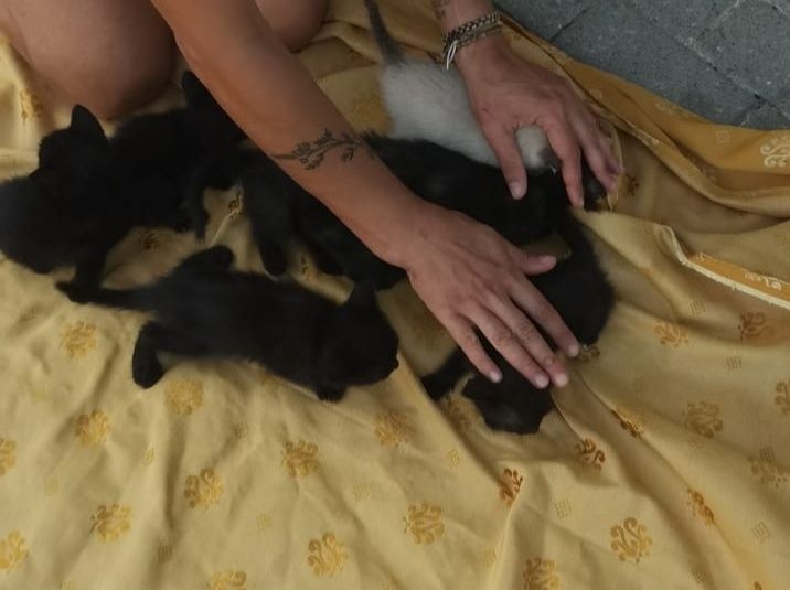 Gatinhos a precisar de um Lar