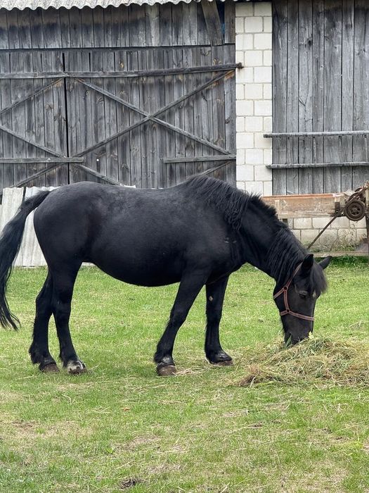 Polski koń zimnokrwisty klacz