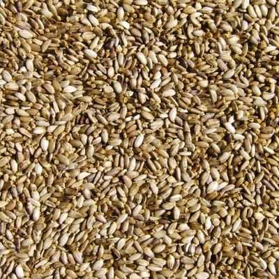 Семена расторопши 2025. Насіння розторопші 2025 для холодного віджиму