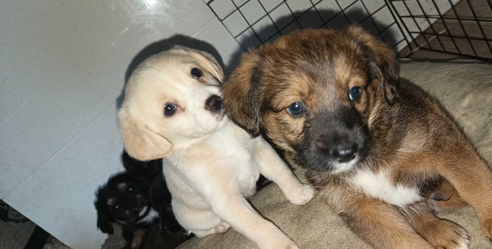 Szczeniaki do oddania