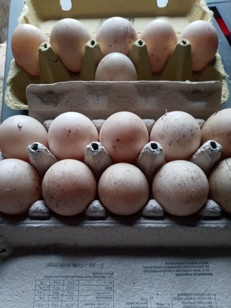 Jajka lęgowe kaczek