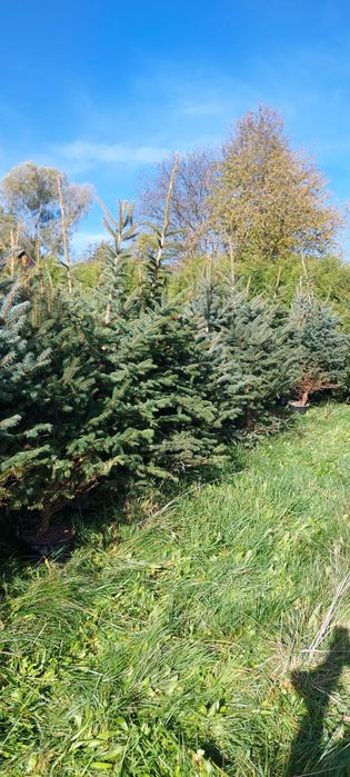 Choinki świerk srebrny hurt/detal