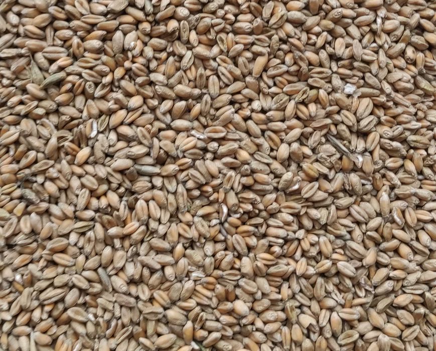 Pszenica ozima mewa po centrali