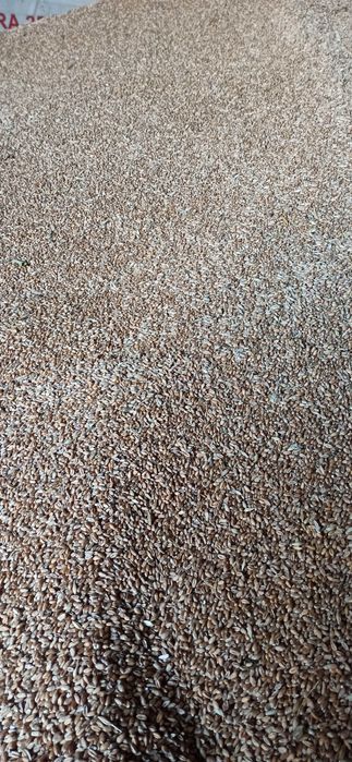 Pszenica ozima euforia pierwszy odsiew