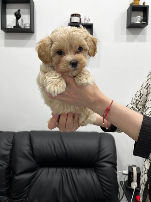 Мальтіпу F1 дівчата і хлопчик. Ціна реальна