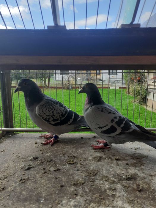 Młode gołębie pocztowe po lotach