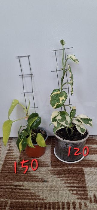 Кімнатні рослини