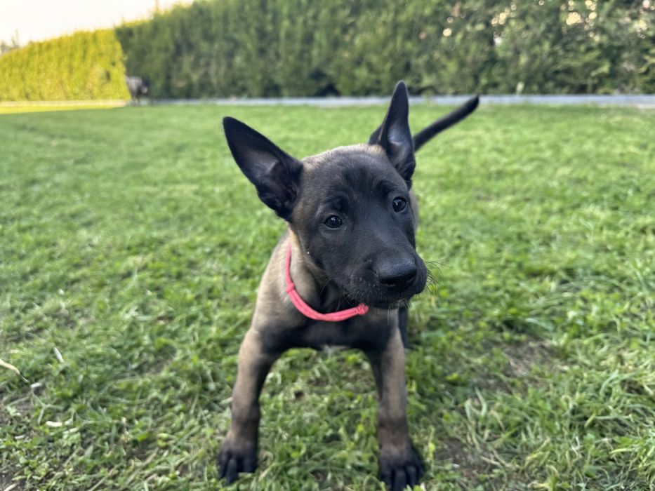 Szczeniak Suczka Owczarek Belgijski Malinois FCI