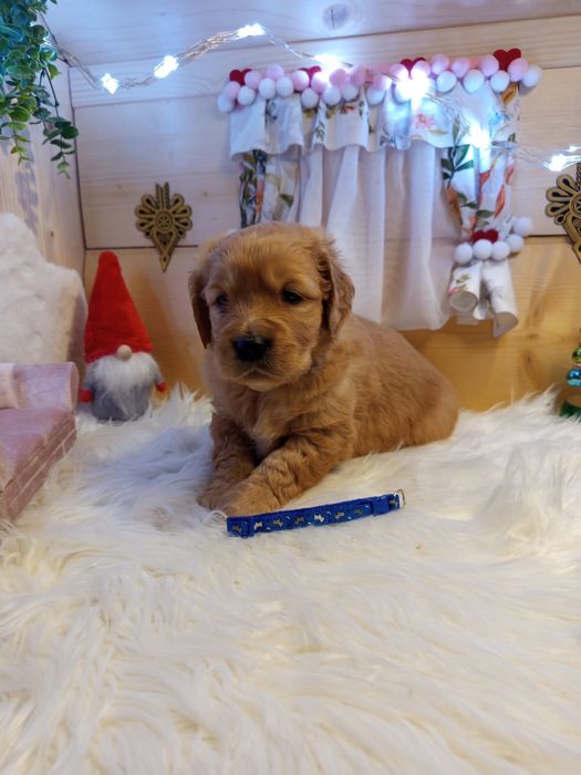 Golden retriever szczeniak