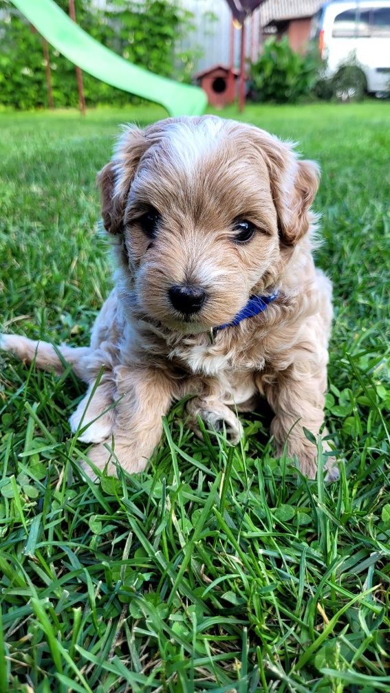 Maltipoo F1 Albi