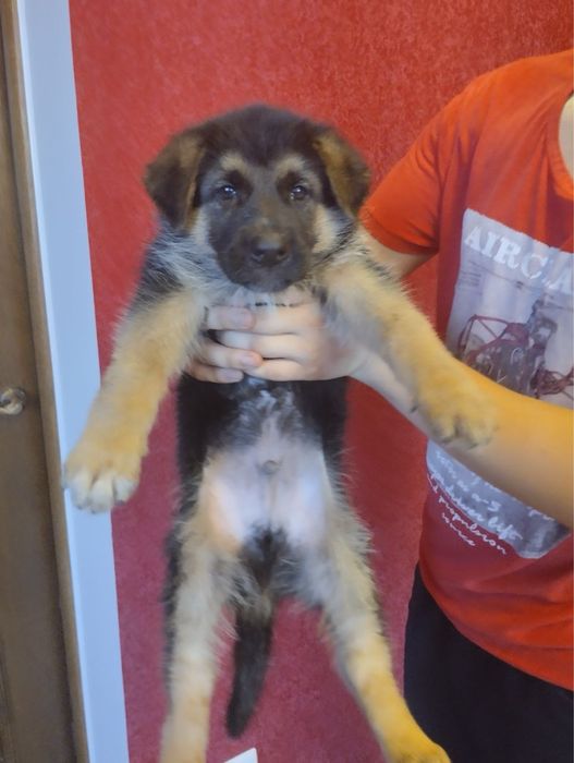 Продам цуценят Німецької вівчарки