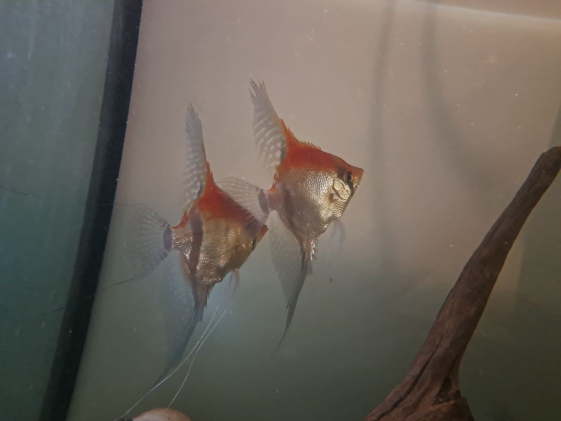Skalar manacapuru red dorosłe