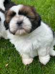 Shih Tzu szczeniaczek ZkwP FCI