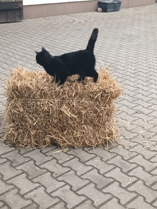 Słoma pszenna tegoroczna