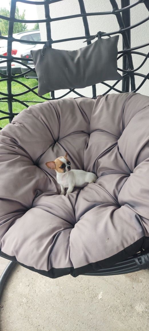MINI piesek Chihuahua