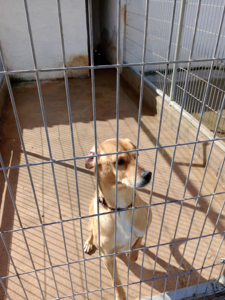 Cão para adopção