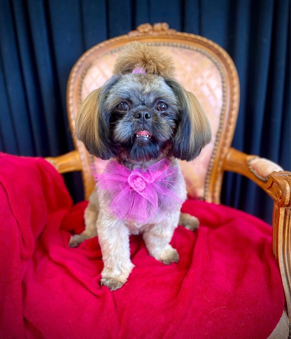 Przepiękny szczeniaczek shih tzu Hugo, gotowy do rezerwacji