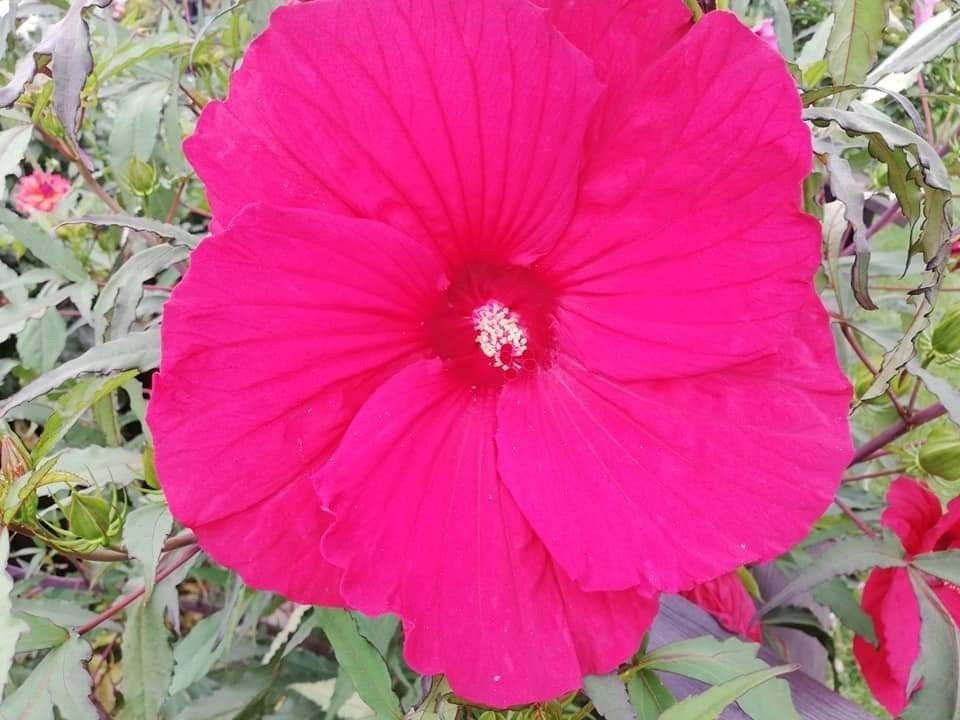 Hibiskus bagienny - MEGA KOLEKCJA - olbrzymi kwiat
