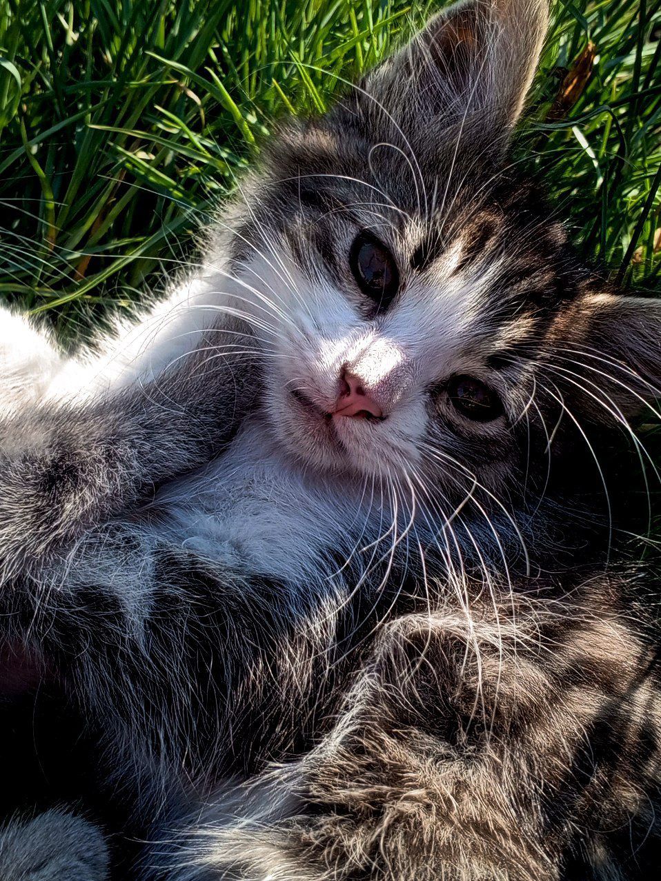 Віддам чудових кошенят