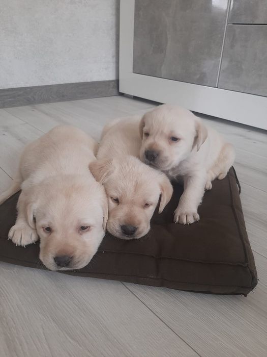 Цуценята Лабрадор ретрівер