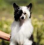 Cão de Crista Chines - Variedade Com pelo