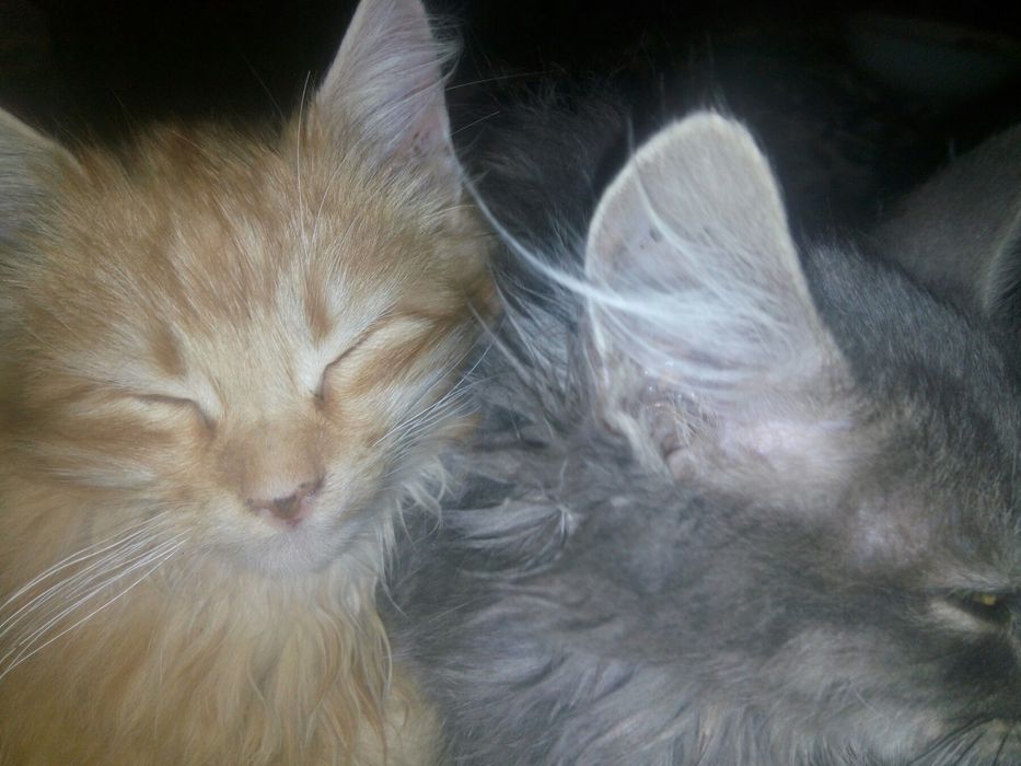 Дві маленькі гарні кішечки, сіренька та риженька, віддамо в добрі руки