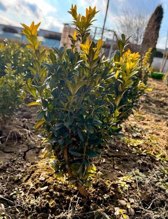 Самшит звичайний