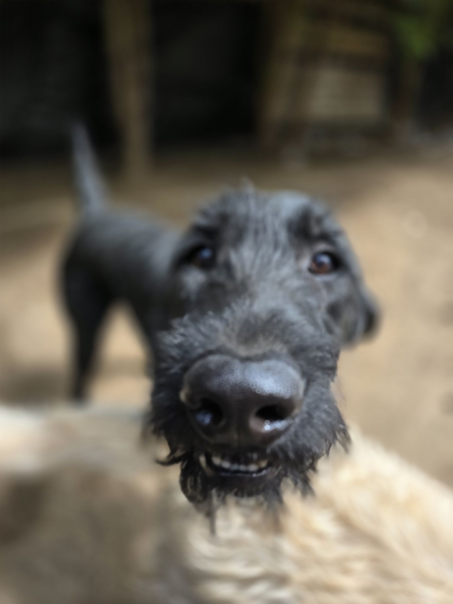 Labradoodle/ chłopczyk