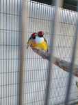 Diamantes de gould