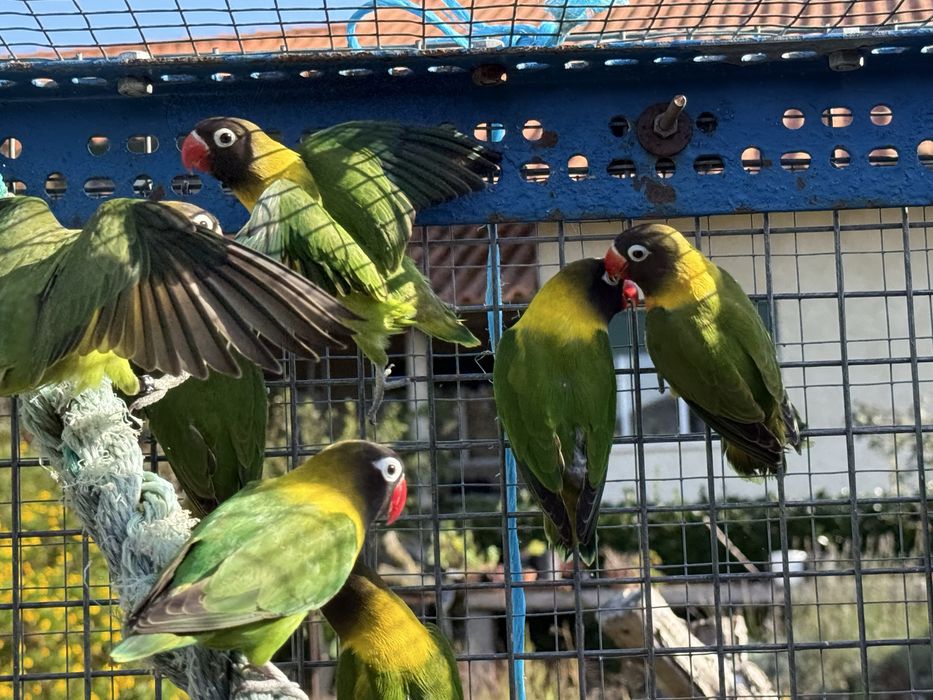 Agapornis Personatus Fêmeas