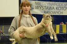 Utytułowany Reproduktor Ragdoll - krycie