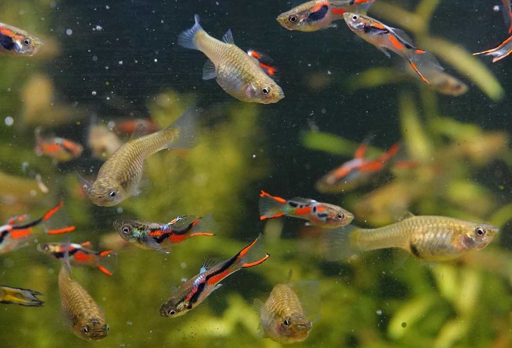 Dorosła samica gupika Endlera min. 3 cm