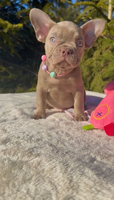 Buldog Francuski dziewczynka New shade Isabella