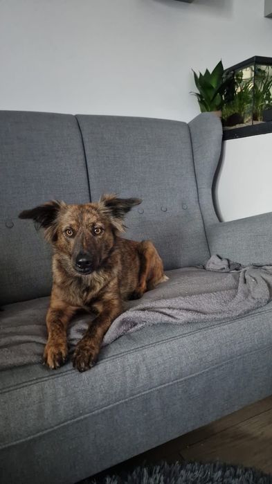 Elora, nieduża, śliczna i miła suczka do adopcji