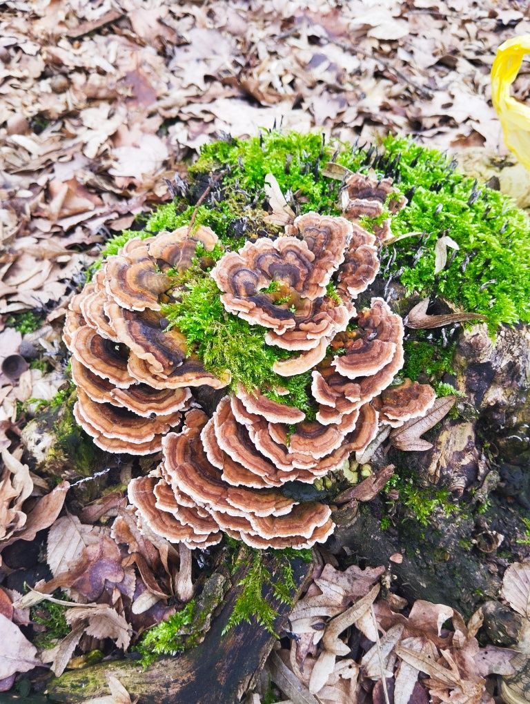 Wrośniak różnobarwny (Trametes versicolor) 100g.