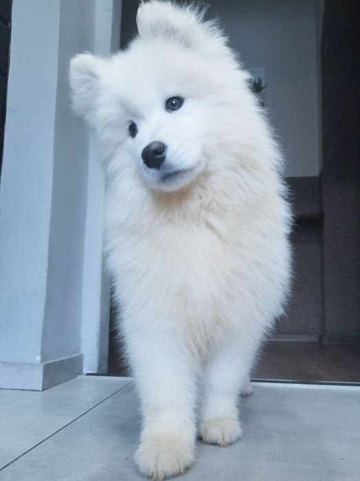 Samoyed urocza dziewczynka