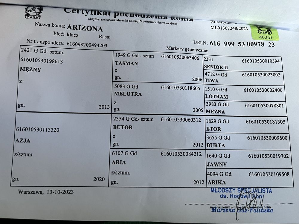Młoda klacz zimnokrwista ^ kara