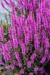 Krwawnica 'Luminara Lilac' Lythrum C1.5