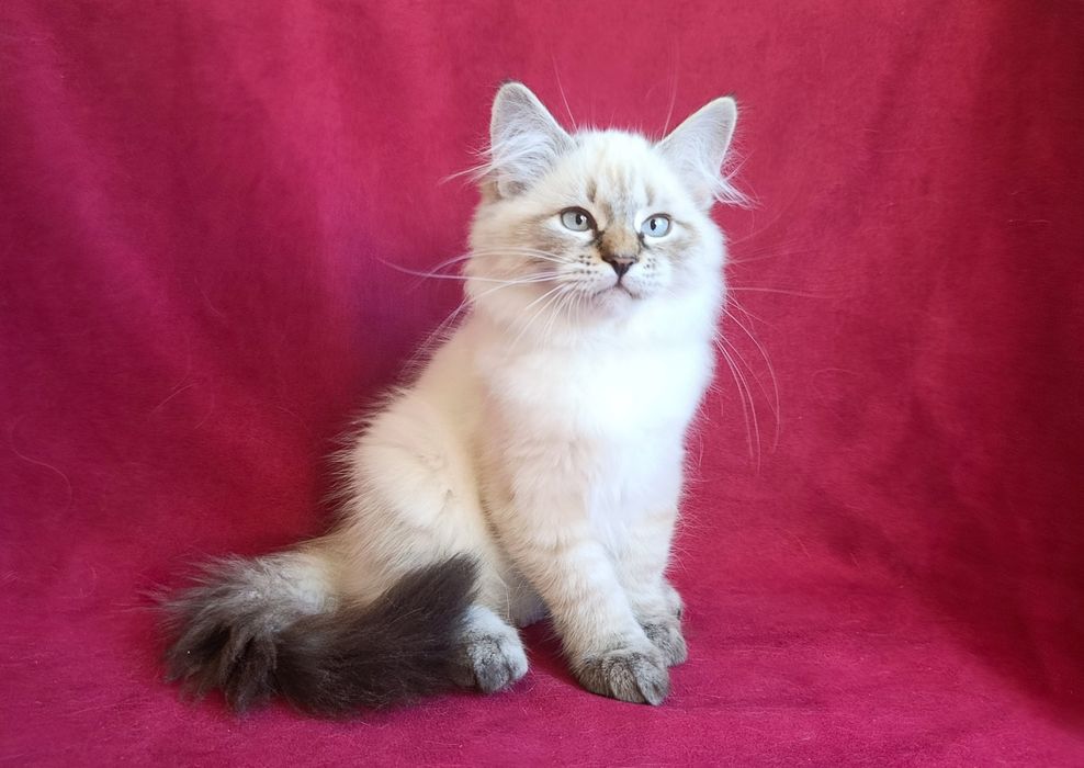 Гарна клубна сибірська дівчинка