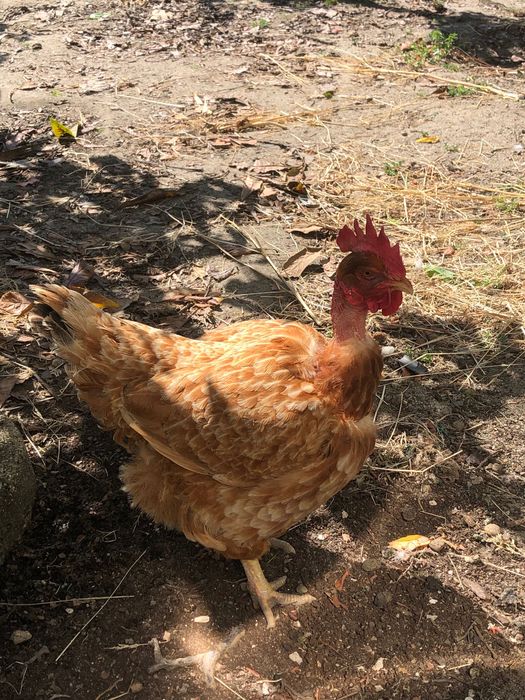 Ovos de galinhas caseiras 100% biológicos