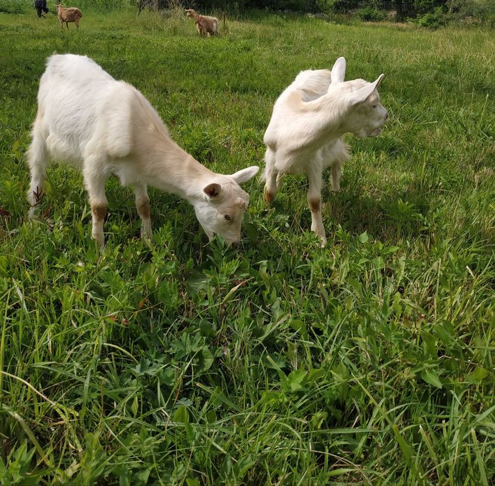 Козенята від хорошої кози