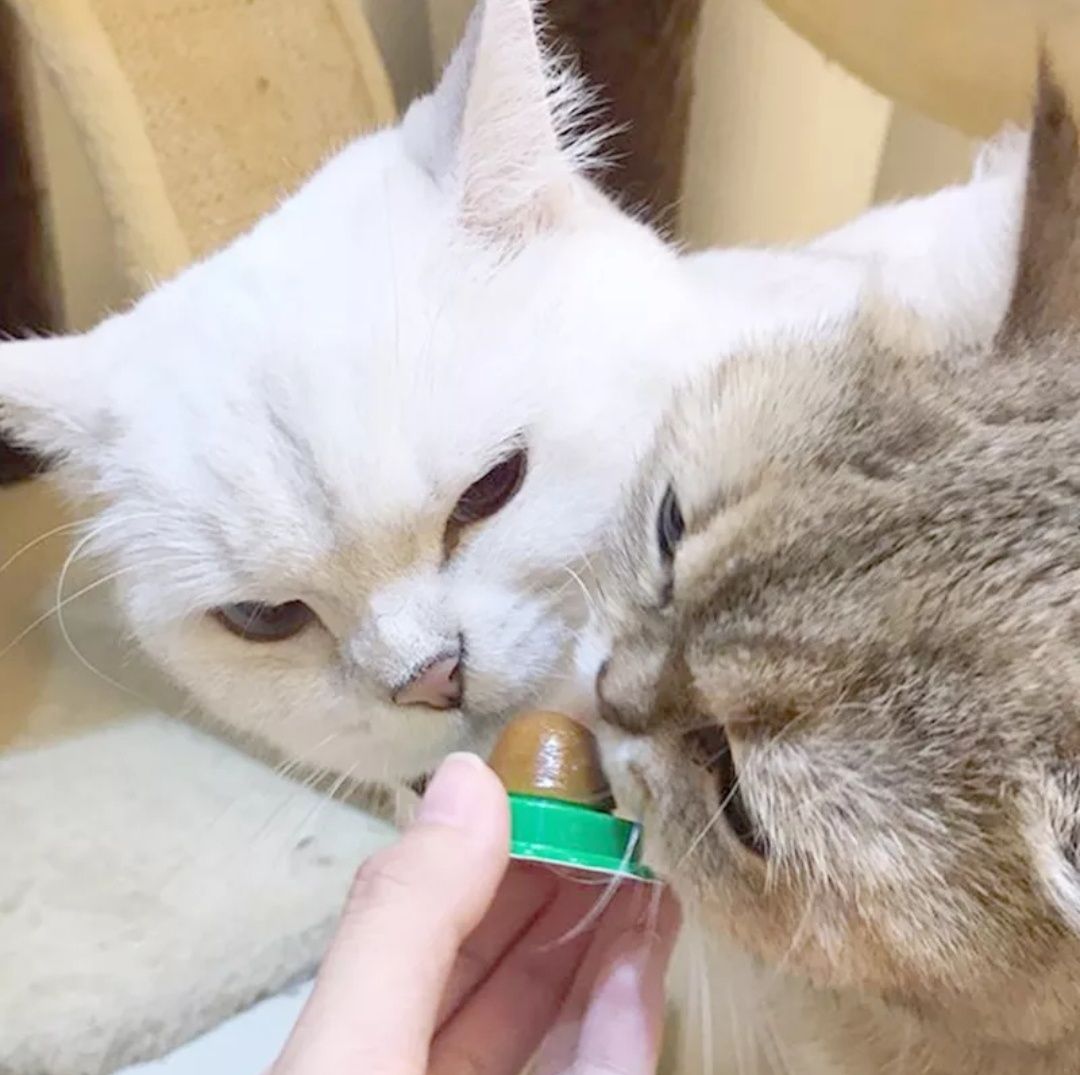 Шар, мячик из кошачьей мяты