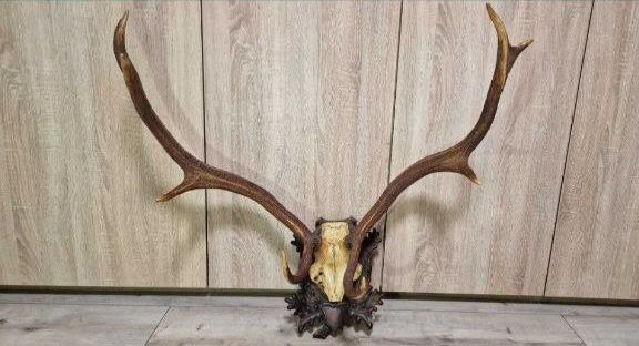Трофейні роги оленя