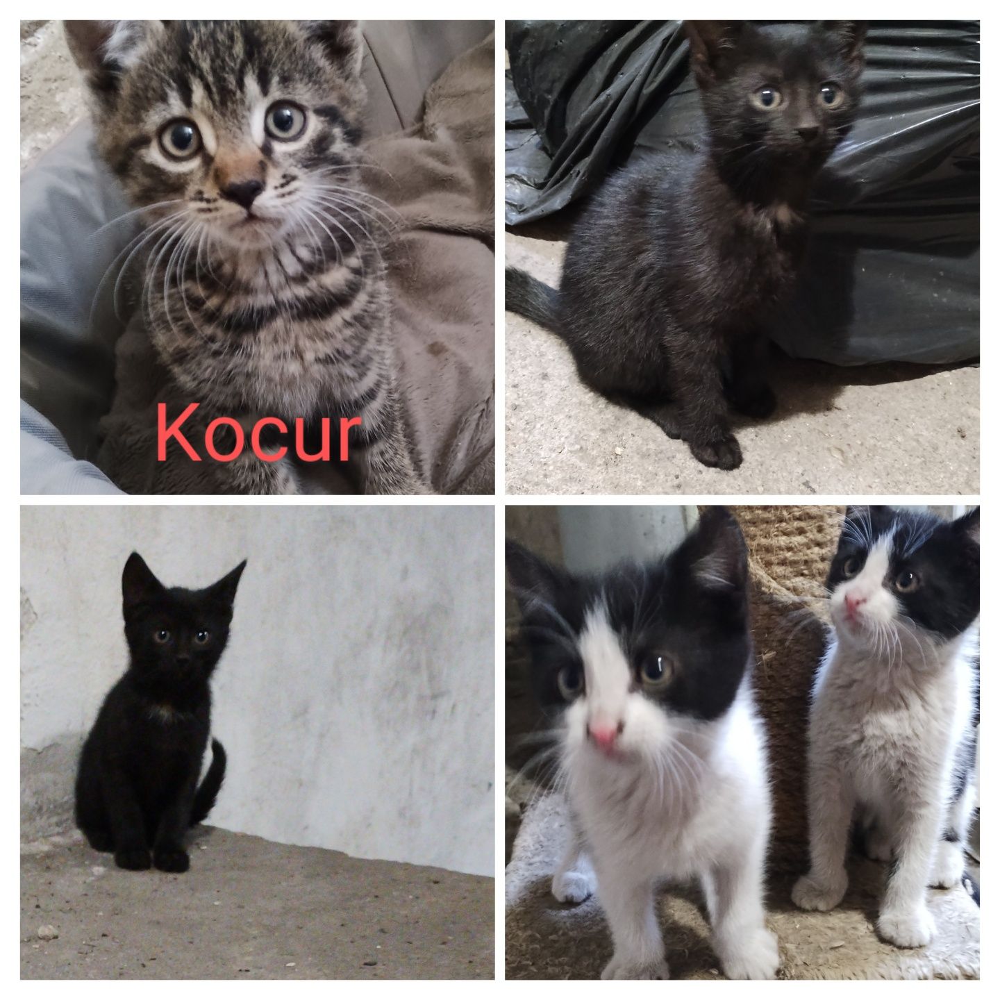 Kot kotki kotek za darmo