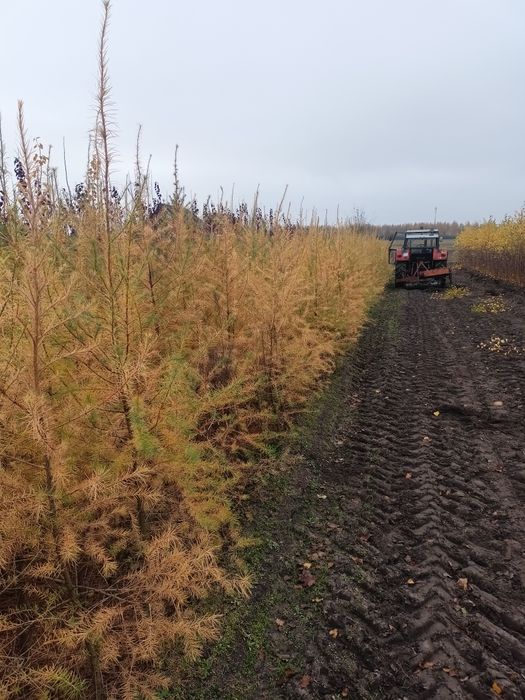 Sadzonki Modrzew  europejski szkółkowany